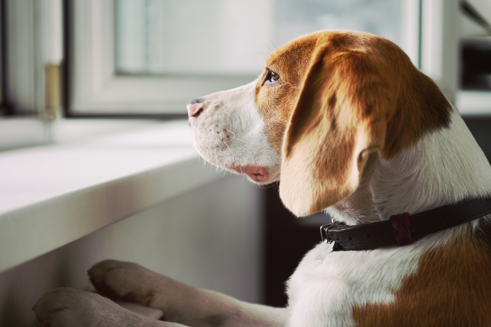 Beagle dog looking out an open window, displaying signs of separation anxiety in pets