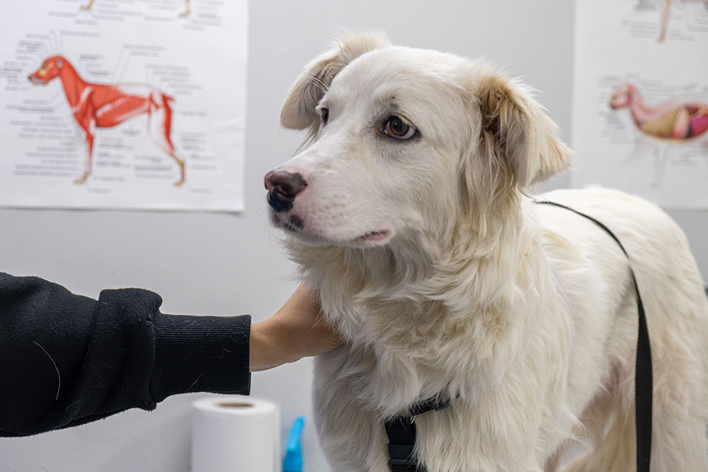 Calm cat during a gentle veterinary examination at Oliver Animal Hospital Austin