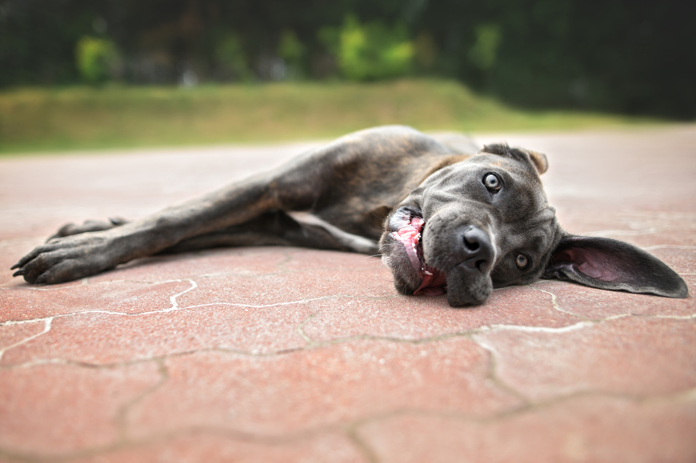 Young Cane Corso puppy outdoors, highlighting early puppy development, breed characteristics, socialization, and preventive veterinary care for large-breed dogs.