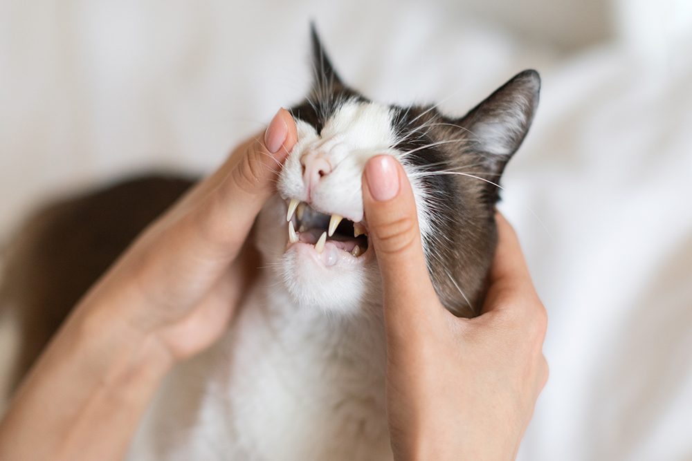 Veterinarian checking a cat's teeth during a routine dental health exam at Oliver Animal Hospital