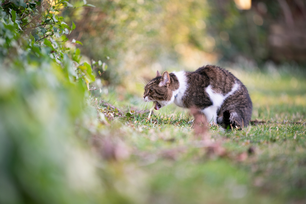 Side view of a tabby and white British Shorthair cat vomiting, a symptom needing vet care