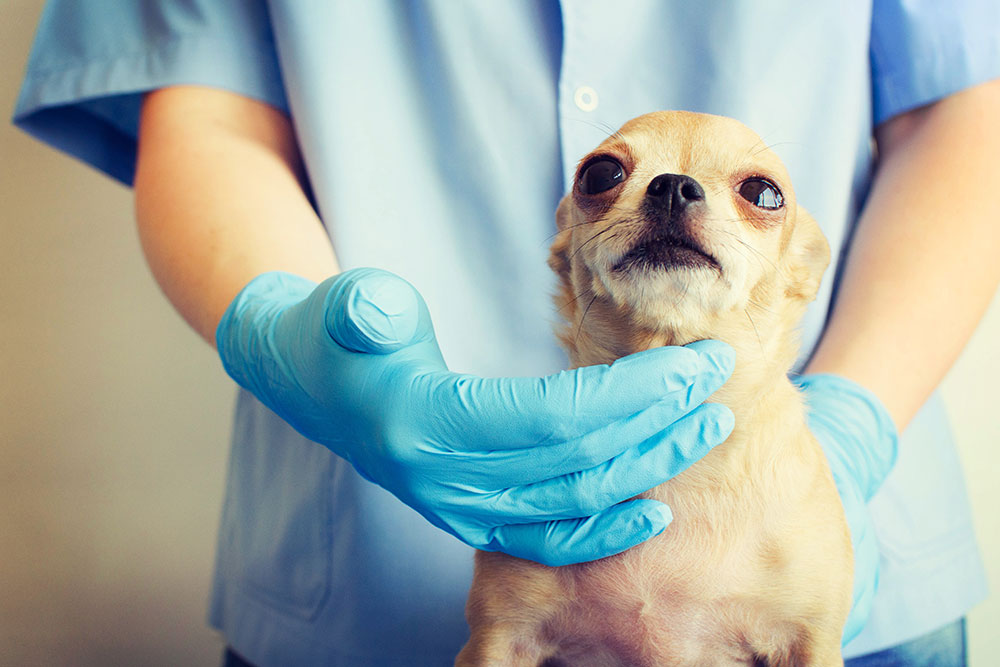 Chihuahua receiving a routine veterinary checkup at Oliver Animal Hospital