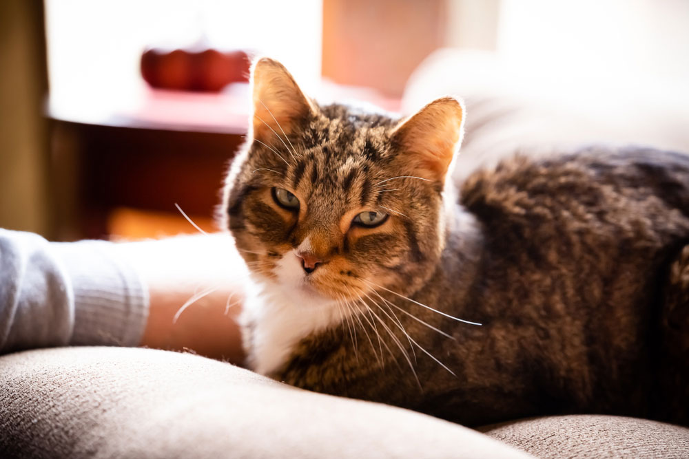 Veterinarian providing compassionate care to a pet patient at Oliver Animal Hospital in Austin, TX