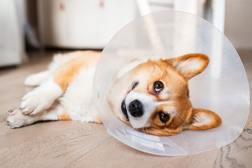 Corgi wearing a protective Elizabethan collar after a veterinary surgical procedure
