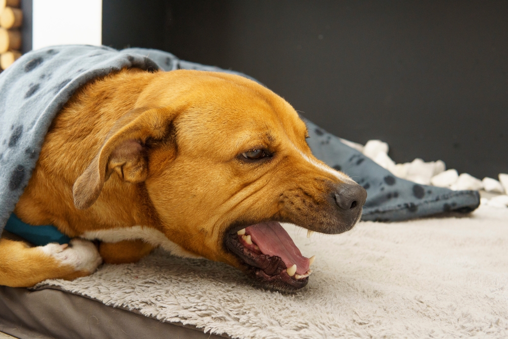 Dog lying on bed with blanket receiving cough care treatment at Oliver Animal Hospital