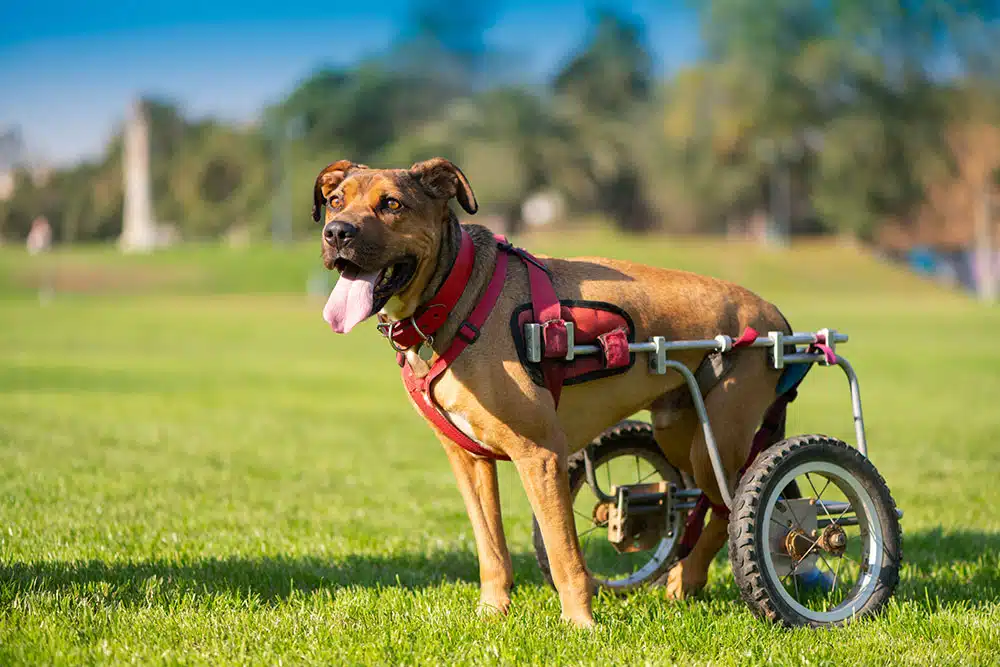 A low-angle outdoor shot of a tan dog with a red harness standing on a bright green grassy field, supported by a two-wheeled mobility cart attached to its hindquarters with its tongue happily panting out.