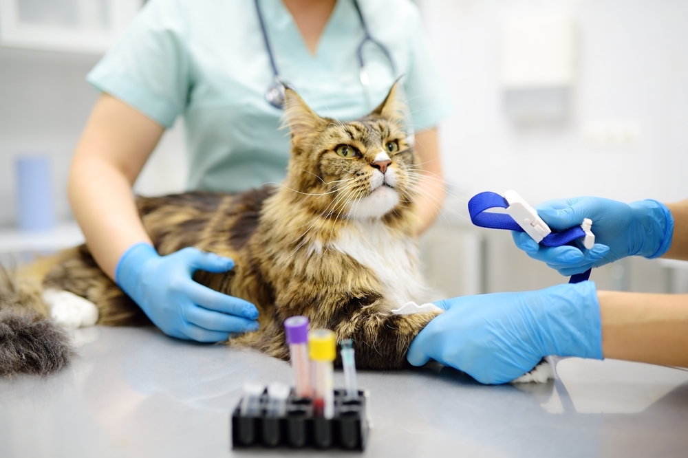 Two veterinarians taking a blood sample from a pet during a veterinary exam.