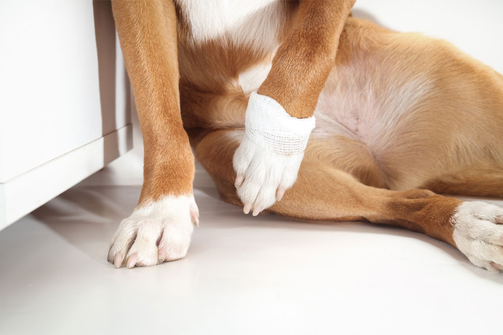 Dog limping on a leg, a symptom that may require diagnosis at Oliver Animal Hospital