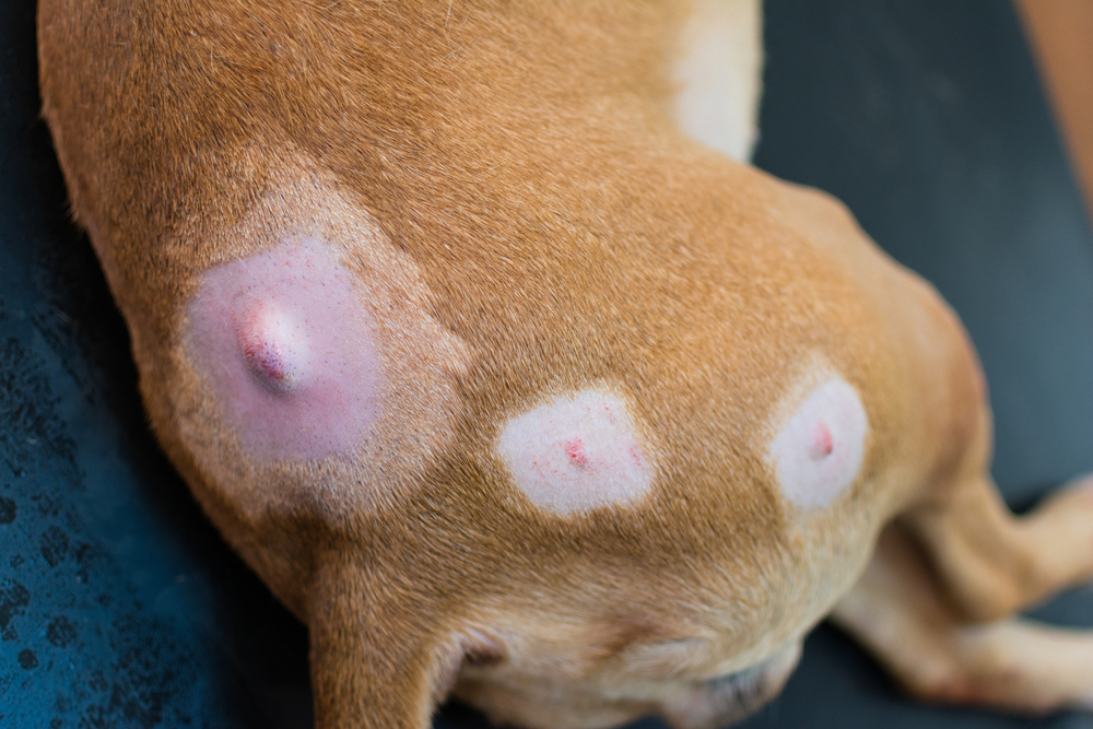 Close-up of a dog with multiple lumps on its skin, a condition diagnosed during a veterinary dermatology exam