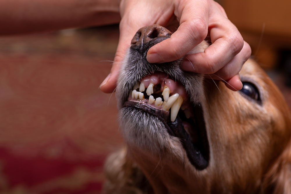 Veterinarian inspecting a dog's teeth during a dental exam at Oliver Animal Hospital Austin