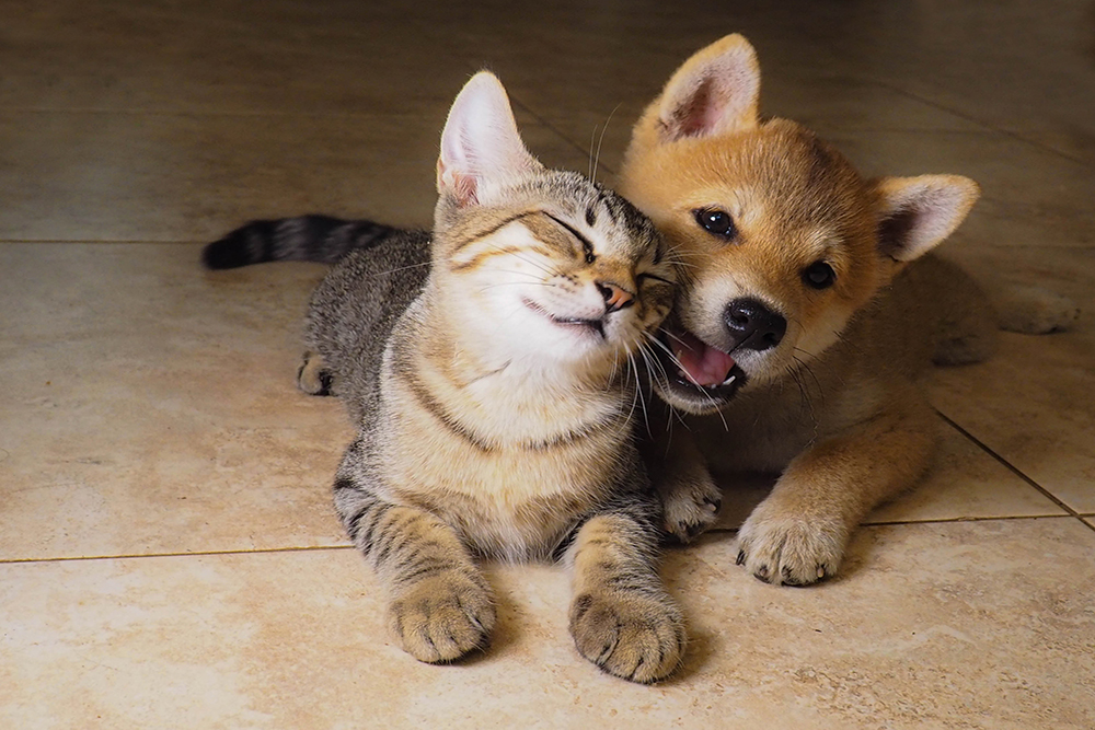 Two furry pets resting together, representing the companion animals cared for at Oliver Animal Hospital