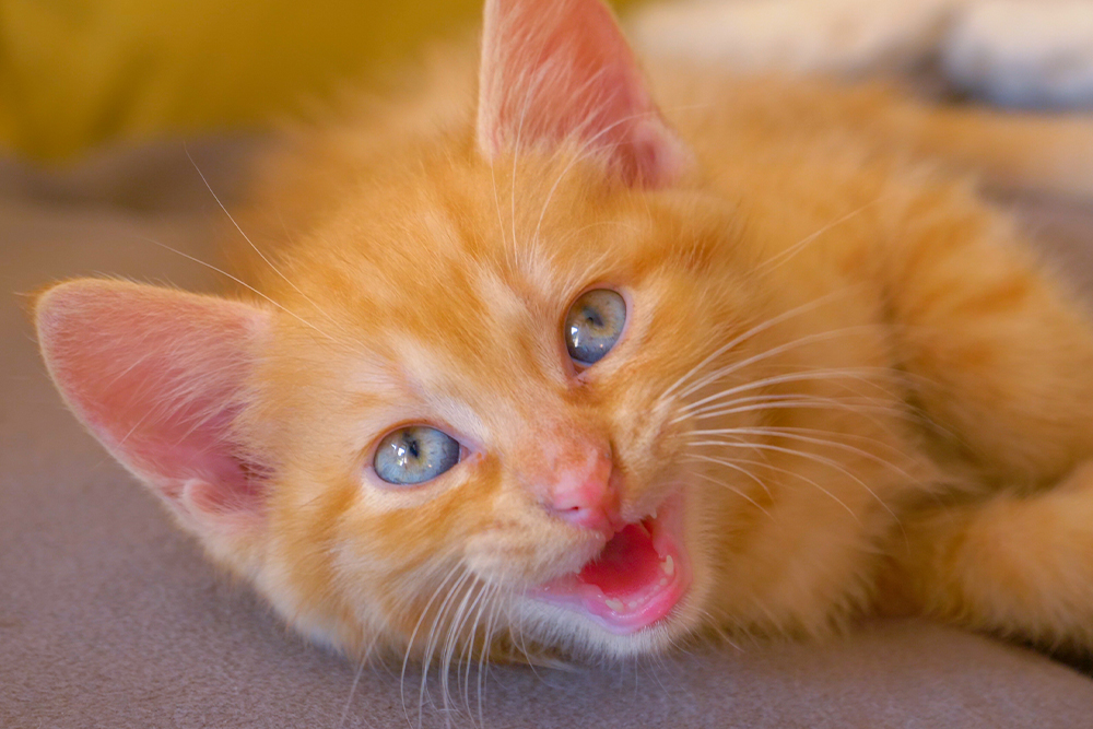 Charming orange ginger kitten with bright curious eyes, representing young cats treated at Oliver Animal Hospital