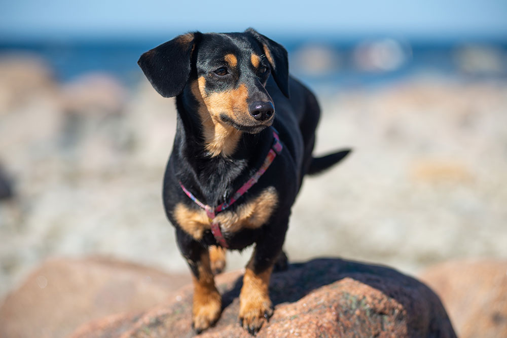 Small black and tan dog standing on a rock outdoors, appearing fit and well-proportioned, illustrating a healthy body condition score.