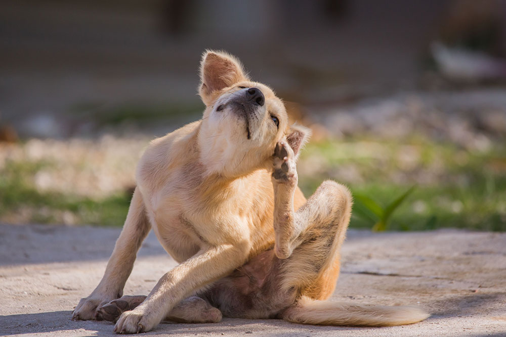 Itchy dog scratching itself due to skin irritation or allergy.