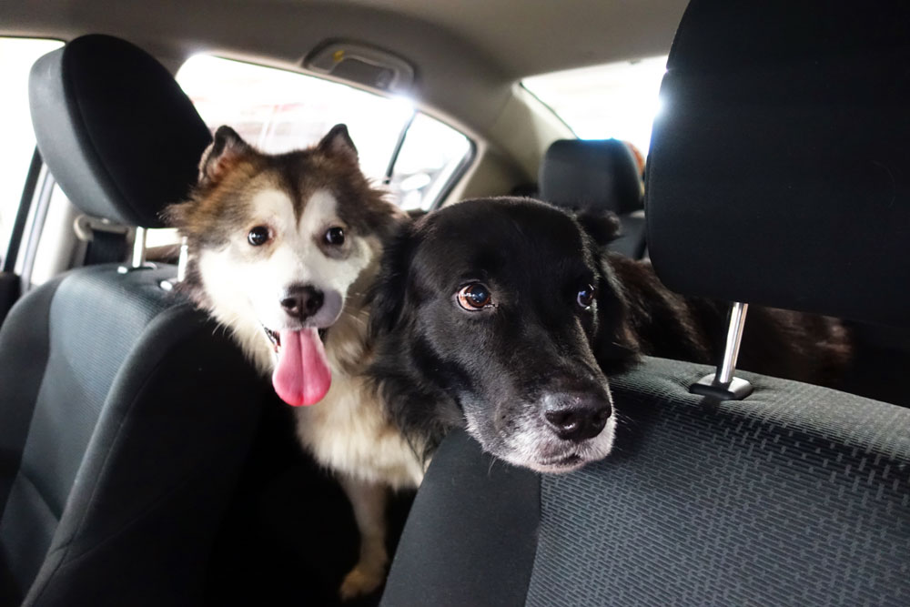 Happy pet during a routine wellness check supporting overall pet safety