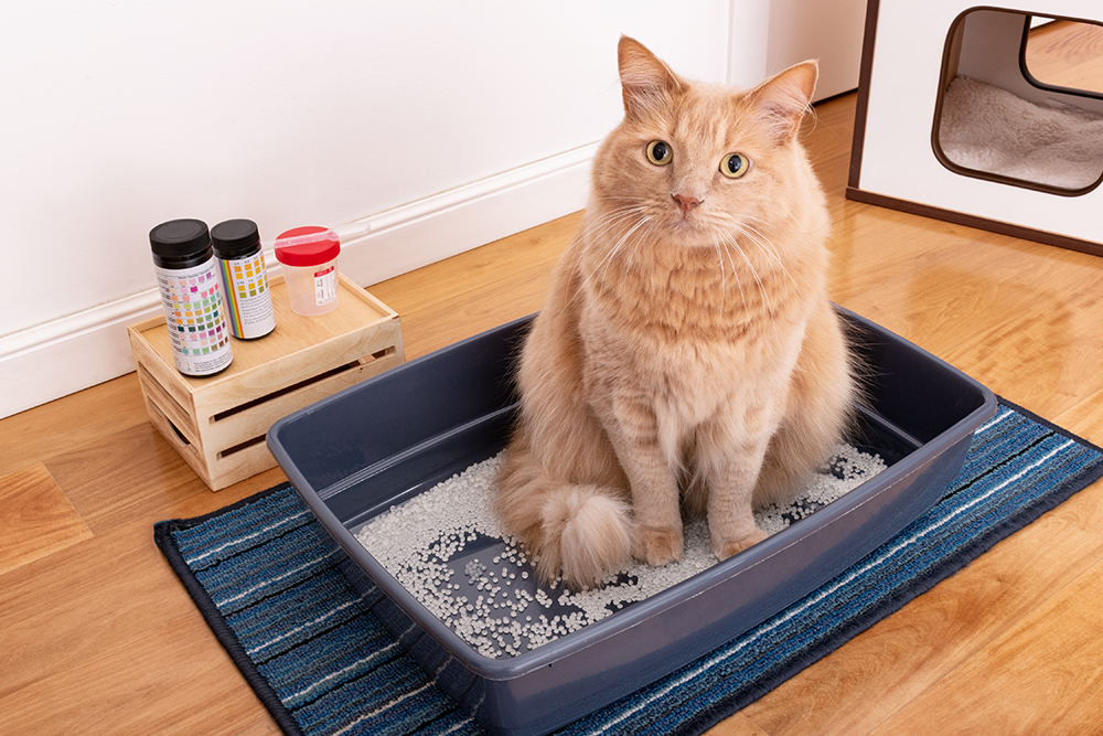 Cat sitting inside a litter box, illustrating feline bathroom habits and urinary health monitoring