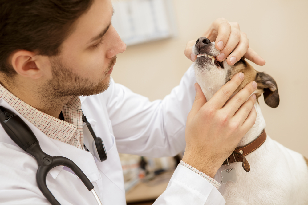 Veterinarian performing a thorough dental exam on a pet