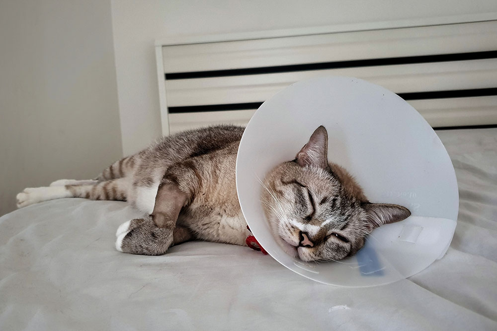 Pet resting peacefully during post-surgery recovery at Oliver Animal Hospital Austin