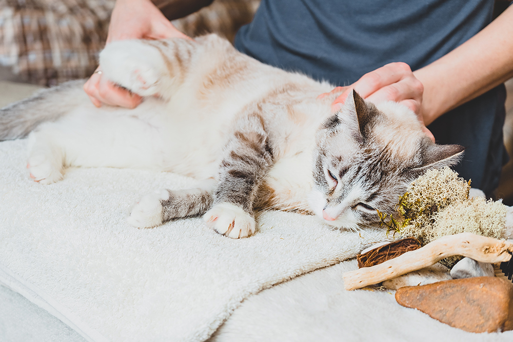 Cat receiving a relaxing massage for stress relief and physical wellness as part of holistic pet care
