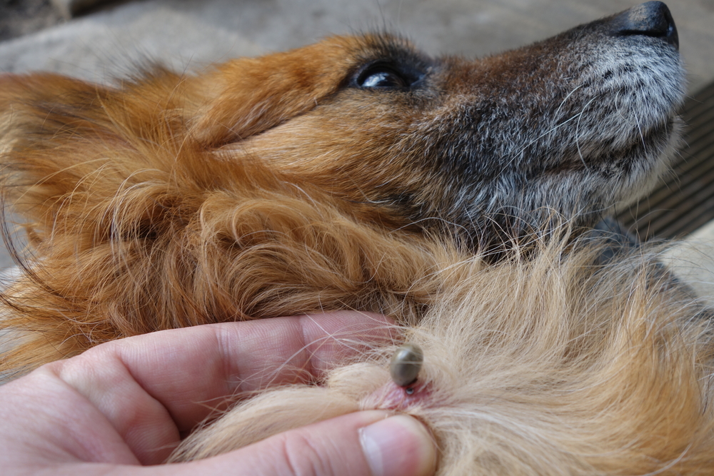 Veterinarian performing tick removal from a dog at Oliver Animal Hospital in Austin