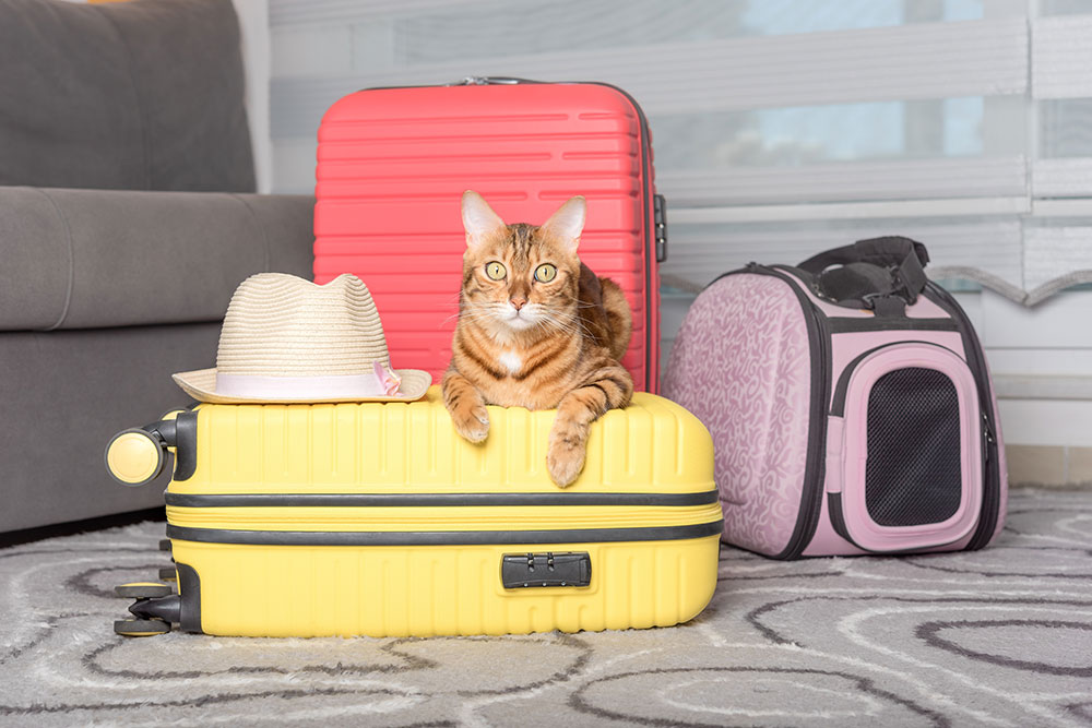 Cat resting in a travel carrier, safely prepared for transport to the veterinarian