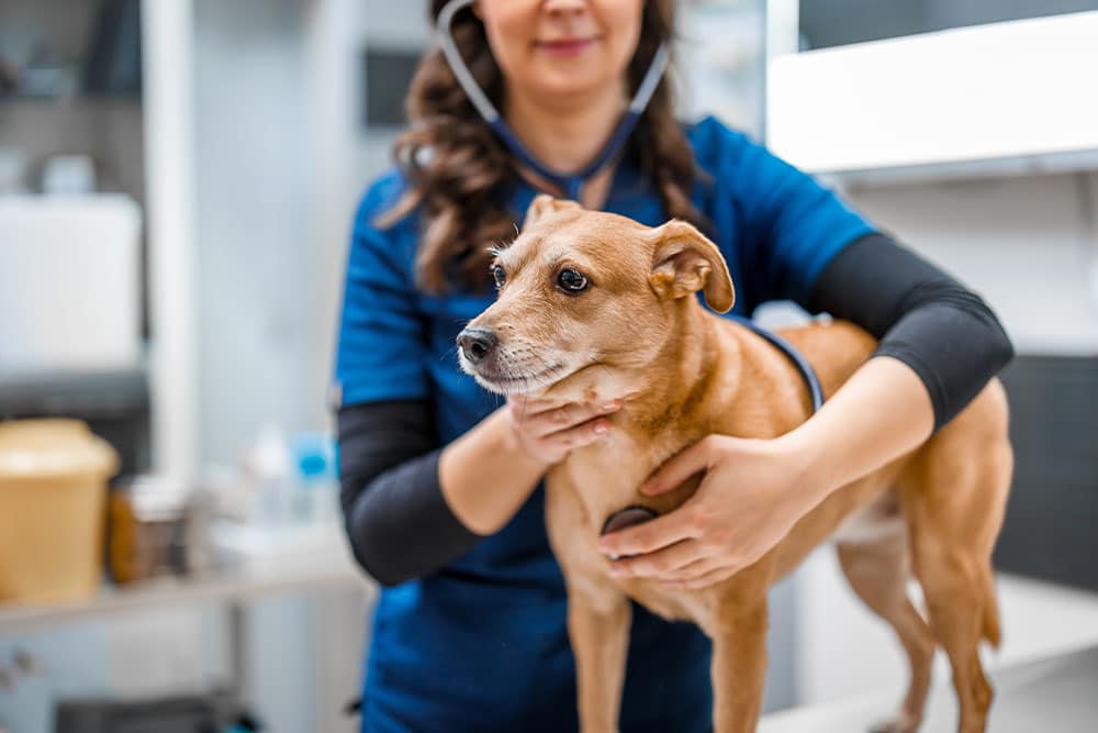A veterinarian in blue scrubs examines a small brown dog using a stethoscope. The setting is a bright veterinary clinic, conveying a caring atmosphere.