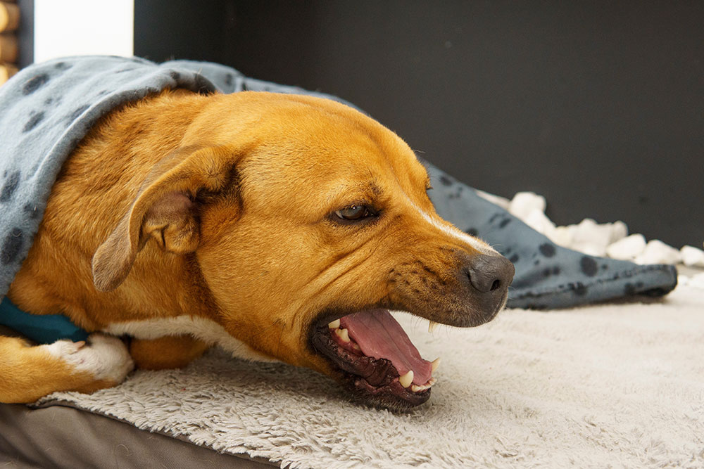 Dog yawning under a cozy blanket, showing relaxed and comfortable pet behavior at home