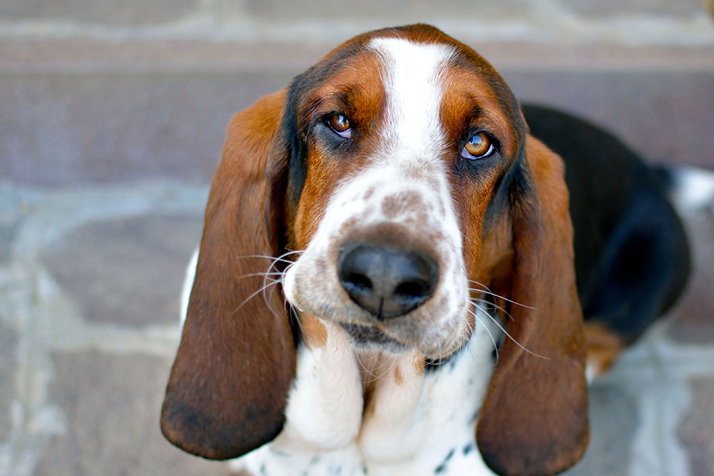 Close-up portrait of a basset hound dog at Oliver Animal Hospital Austin TX