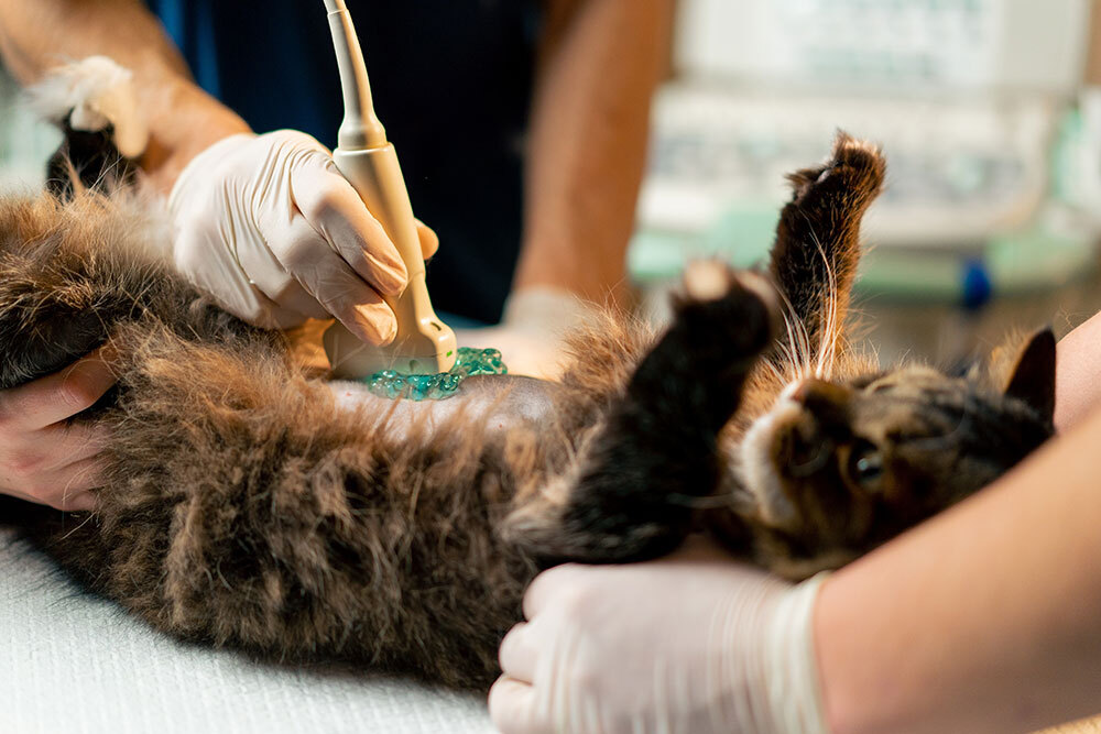 Veterinarian performing ultrasound imaging on a cat at Oliver Animal Hospital Austin