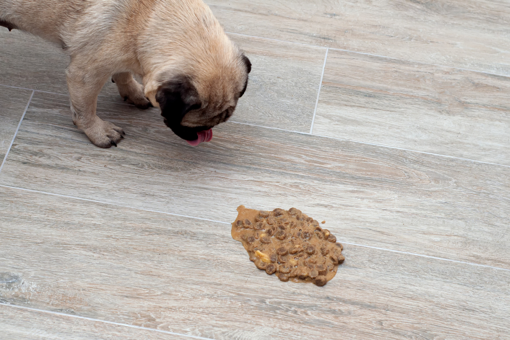 Dog suffering from digestive issues such as vomiting or diarrhea