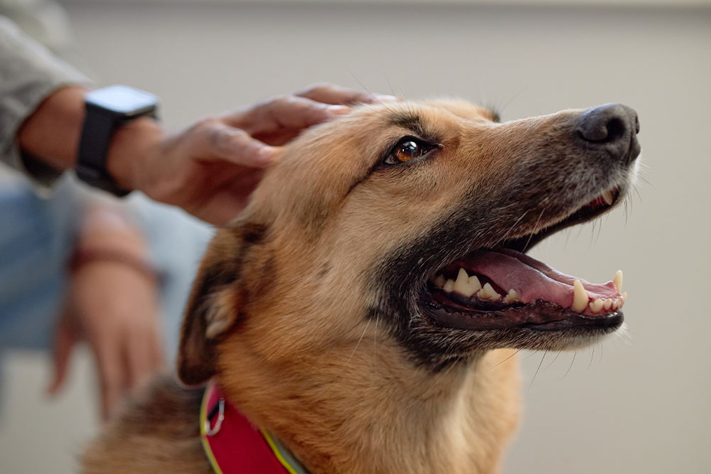 Dog enjoying close companionship with owner, illustrating the human-pet bond