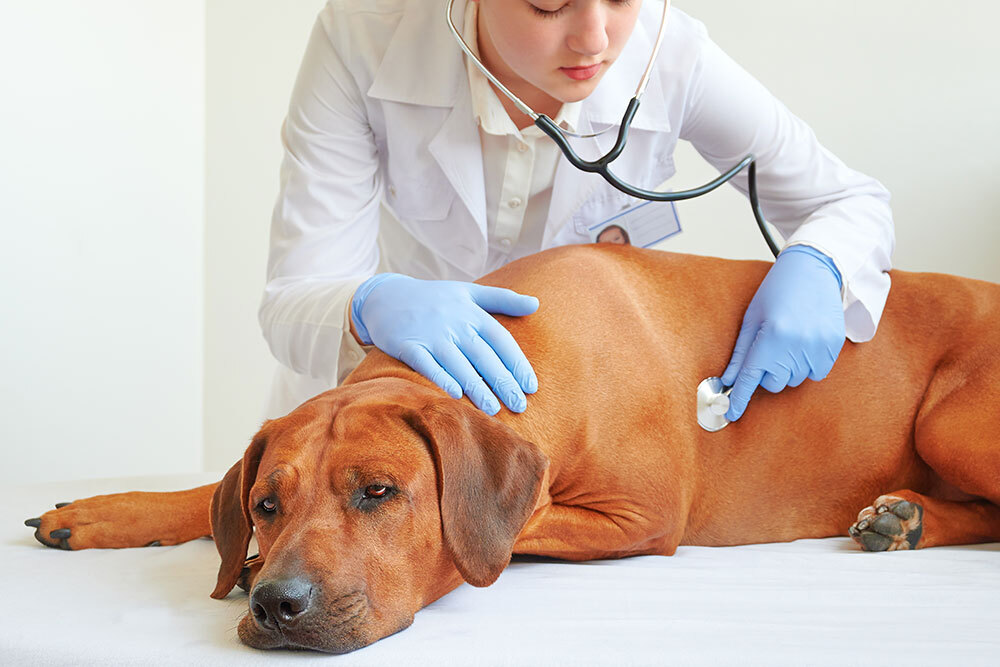Veterinarian performing a routine checkup exam on a dog at Oliver Animal Hospital in Austin, TX