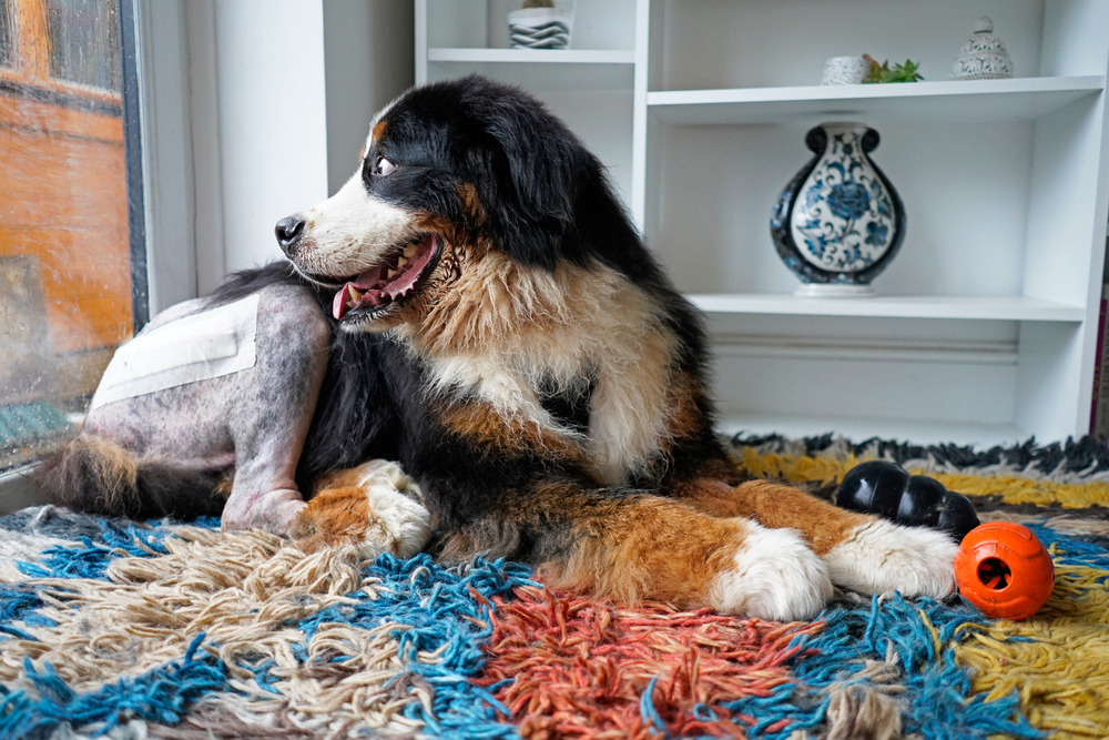 Bernese Mountain Dog recovering after recent hip surgery.
