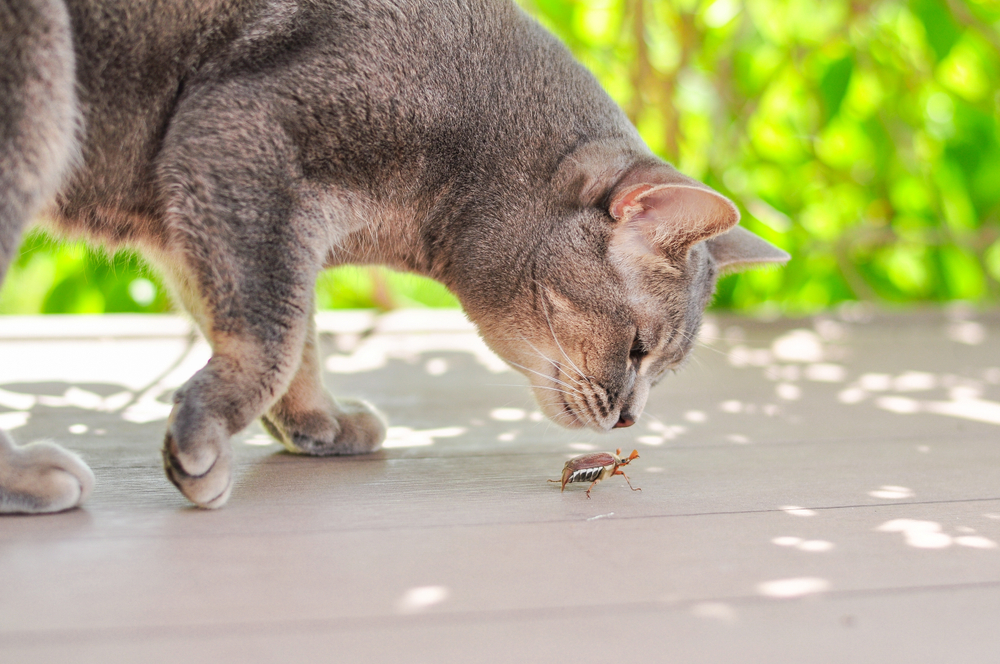 Cat sniffing a creeping beetle, a reminder to watch for insect hazards in Austin pets