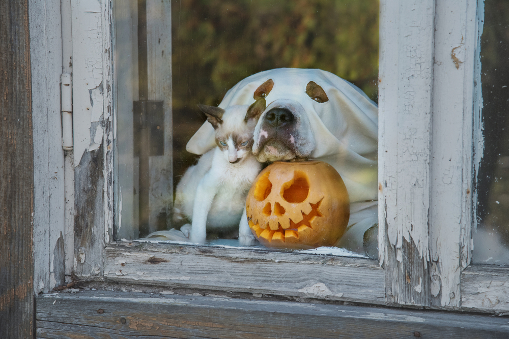 Dog dressed as a ghost and kitten in Halloween costumes for pet safety awareness