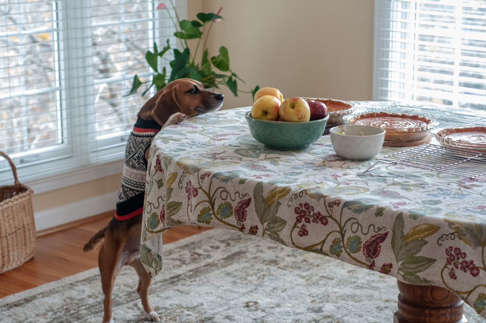 Dog eyeing Thanksgiving pies and holiday food on a table, highlighting the dangers of human food for pets