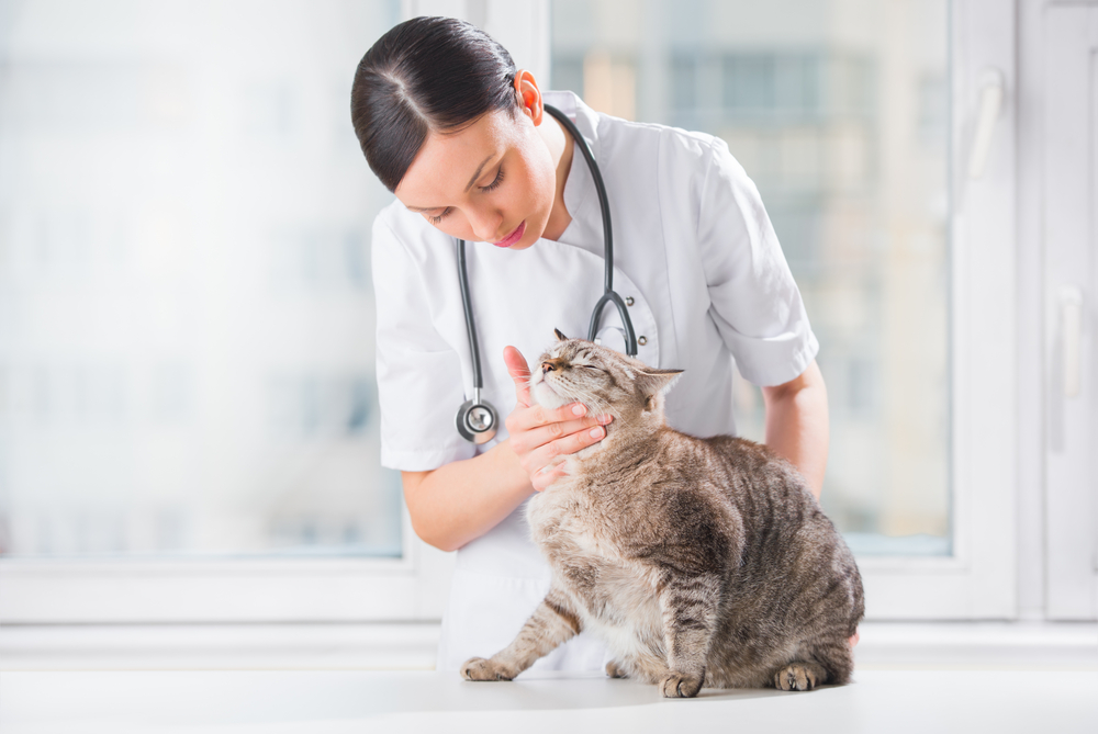 Veterinarian examining a cat's teeth during a routine wellness checkup at an animal hospital