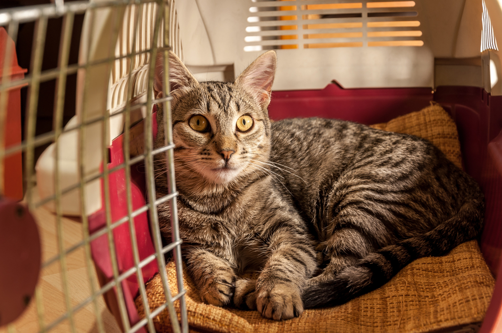 Young green-eyed cat resting calmly inside its carrier, comfortable and stress-free