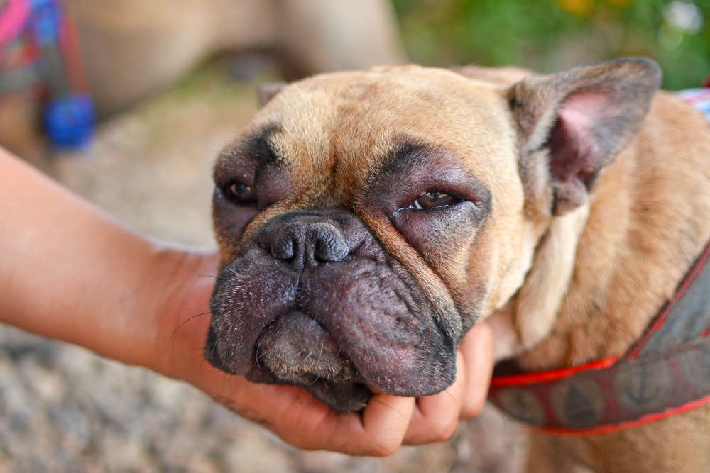 French Bulldog with swollen face and red puffy eyes, showing signs of an allergic reaction