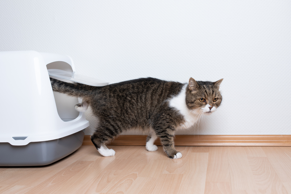 Tabby British Shorthair cat stepping out of a gray hooded pet carrier