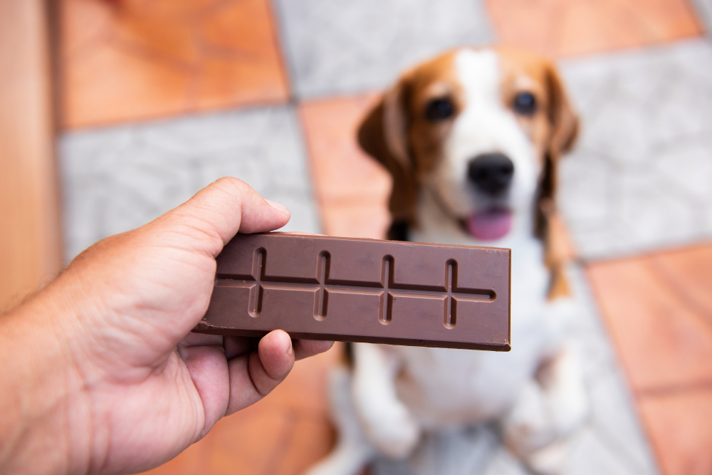 Person's hand offering chocolate to a pet, despite chocolate being toxic to dogs and cats