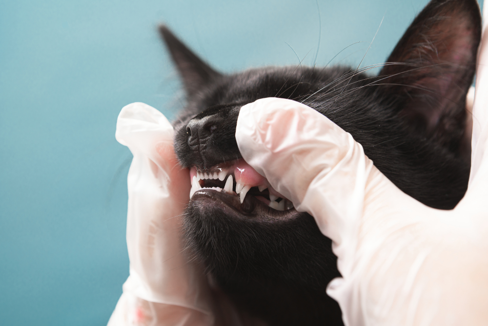 Small kitten receiving a veterinary examination at an animal hospital in Austin
