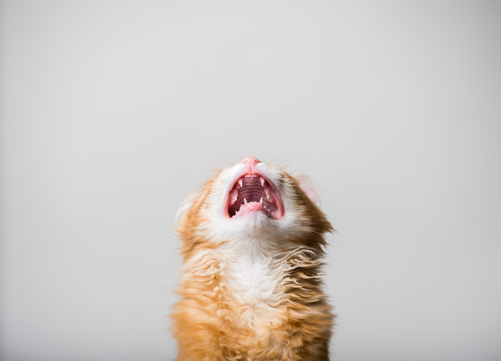 Expressive ginger kitten with mouth wide open against a white background