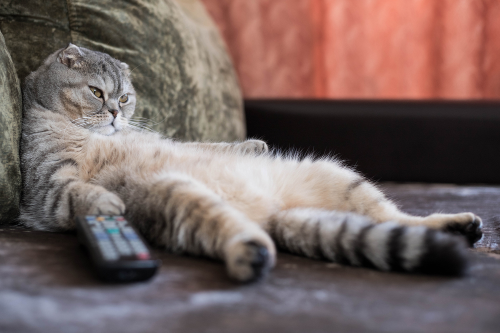 Overweight cat sleeping on a sofa, illustrating the health risks of feline obesity and poor pet nutrition