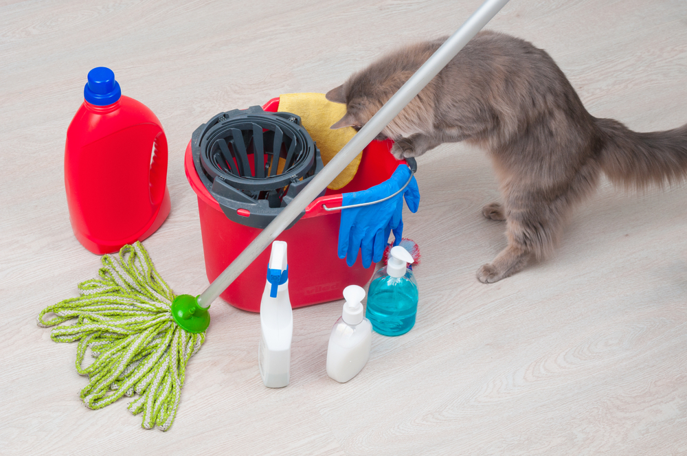 Curious cat near household cleaning chemicals and rubber gloves, illustrating common pet toxin risks