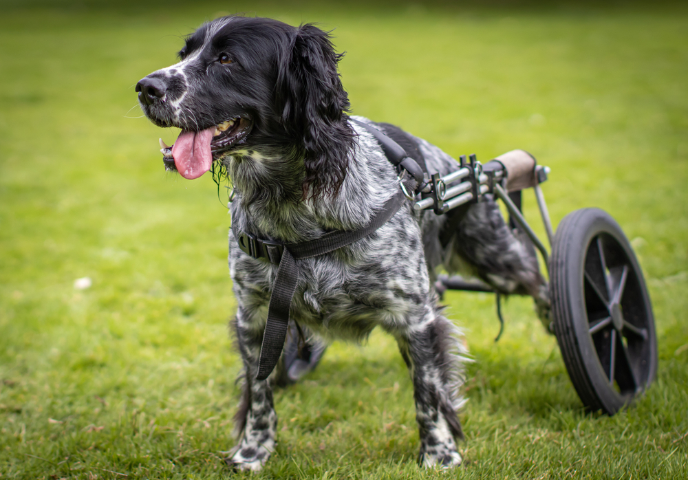 Happy dog in a wheelchair cart enjoying outdoor time despite mobility challenges