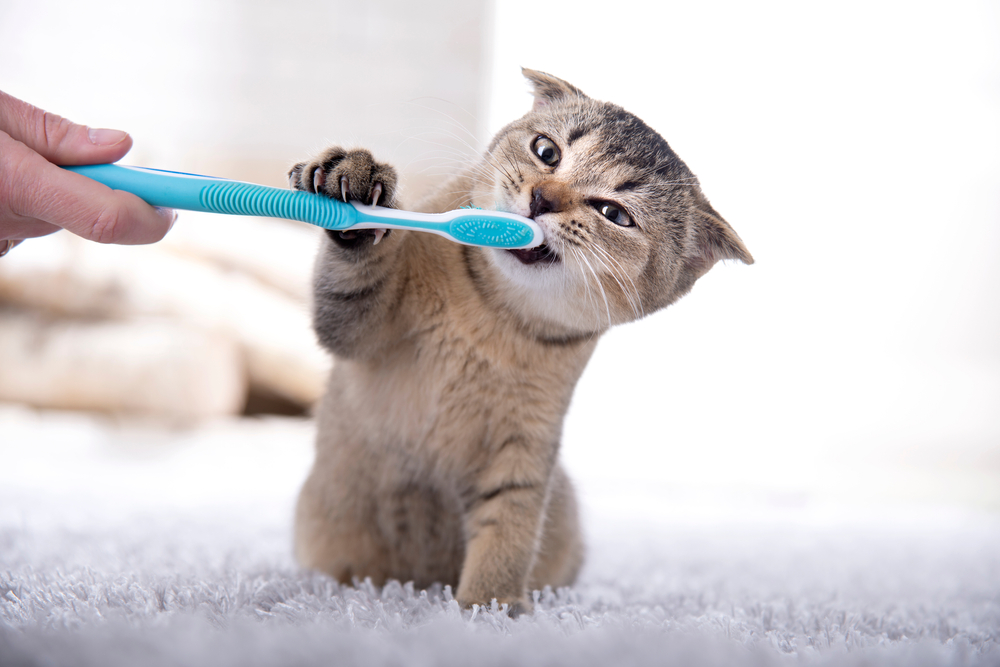 British Shorthair kitten with a toothbrush, illustrating the importance of regular pet dental hygiene