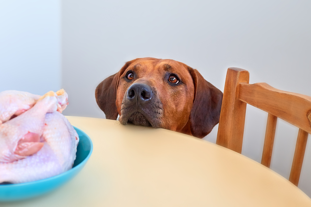Dog sitting at kitchen table eyeing raw food, representing pet nutrition and dietary wellness