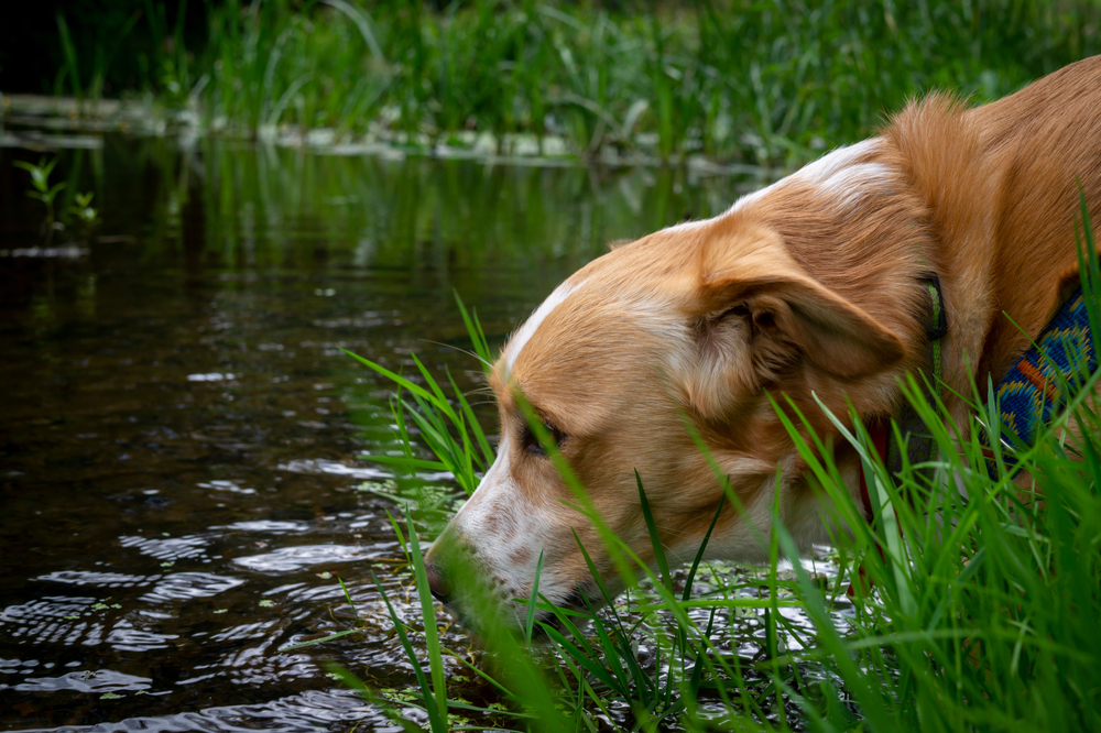Dog stretching to drink water from a pond or lake during an outdoor walk