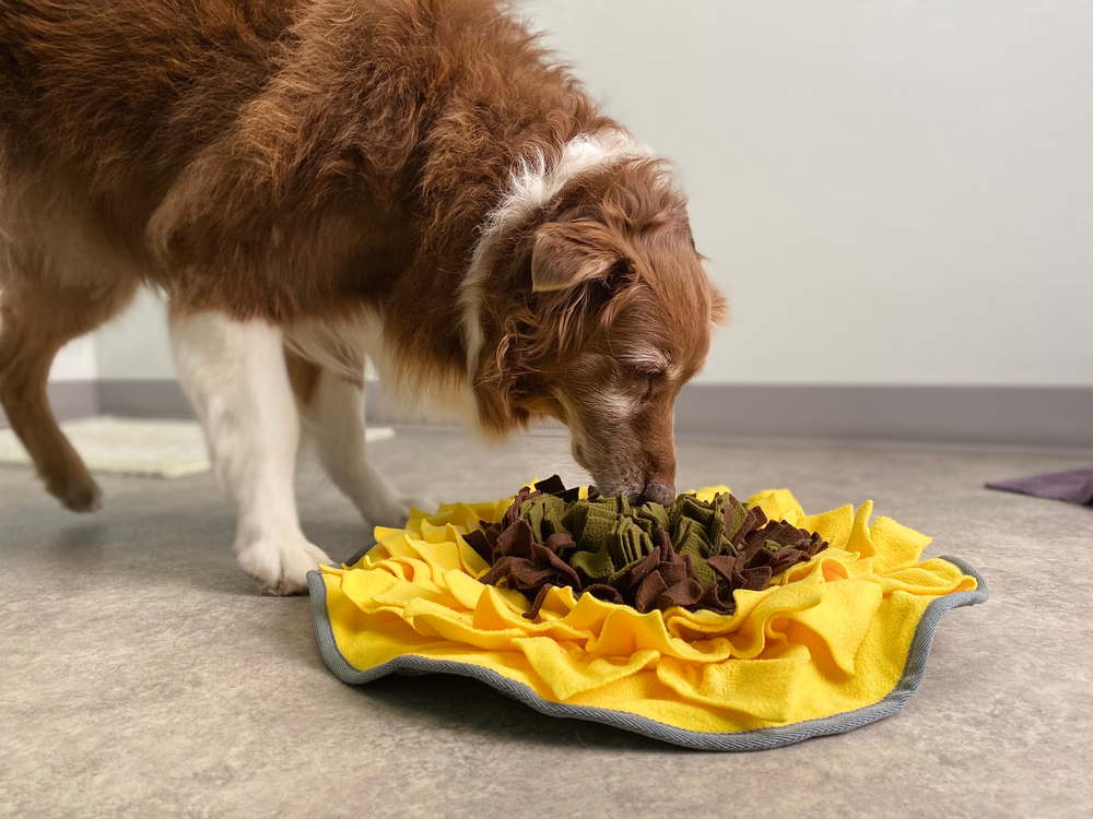 Senior purebred Australian Shepherd dog enjoying an environmental sensory enrichment activity